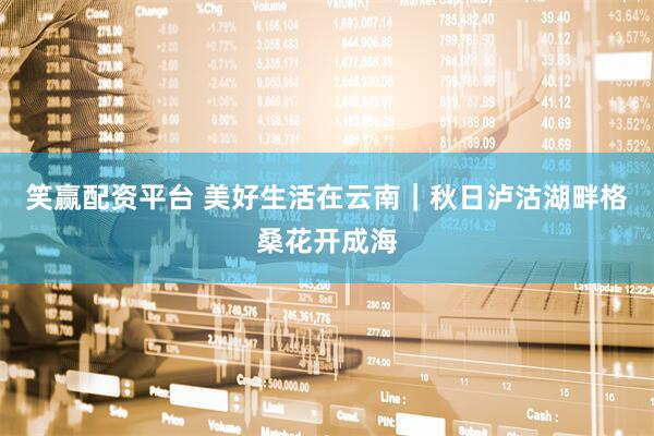 笑赢配资平台 美好生活在云南｜秋日泸沽湖畔格桑花开成海